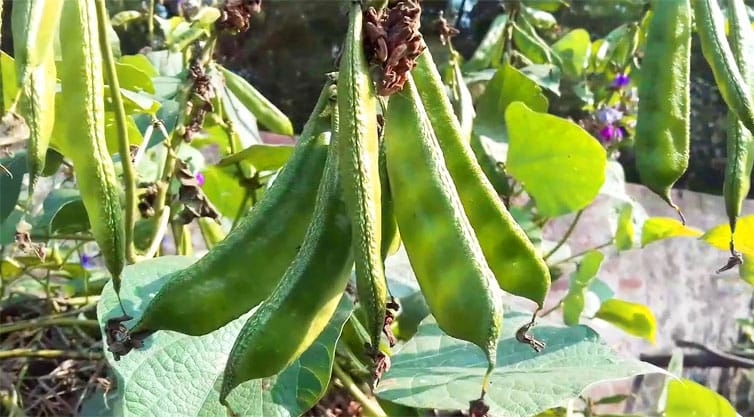 শীতকালীন সবজি শিম চাষ