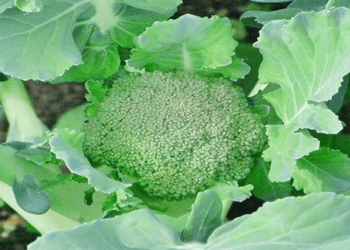 ব্রোকলি একটি শীতকালীন সবজি এবং বাংলাদেশে রবি মৌসুমে এর চাষ করা হয়।