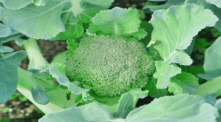 ব্রোকলি একটি শীতকালীন সবজি এবং বাংলাদেশে রবি মৌসুমে এর চাষ করা হয়।