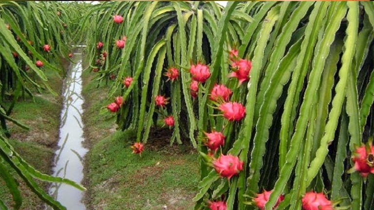যশোরে কৃষকরা সবজি ছেড়ে ঝুঁকে পড়েছে ফল চাষে