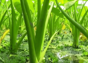 চারা রোপণের উপযুক্ত সময় হলো মধ্য-ফাল্গুন থেকে মধ্য-বৈশাখ (মার্চ-এপ্রিল) এবং অগ্রহায়ণ-পৌষ মাস (ডিসেম্বর-জানুয়ারি)।