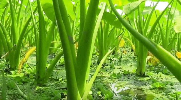 চারা রোপণের উপযুক্ত সময় হলো মধ্য-ফাল্গুন থেকে মধ্য-বৈশাখ (মার্চ-এপ্রিল) এবং অগ্রহায়ণ-পৌষ মাস (ডিসেম্বর-জানুয়ারি)।