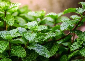 পুদিনা যেকোনো ধরনের মাটিতে ভালো জন্মালেও দো-আঁশ মাটি সবচেয়ে উপযোগী। সঠিক পরিচর্যা করলে বাড়ির টবে বা ছাদে সারা বছর পুদিনা চাষ করা সম্ভব।