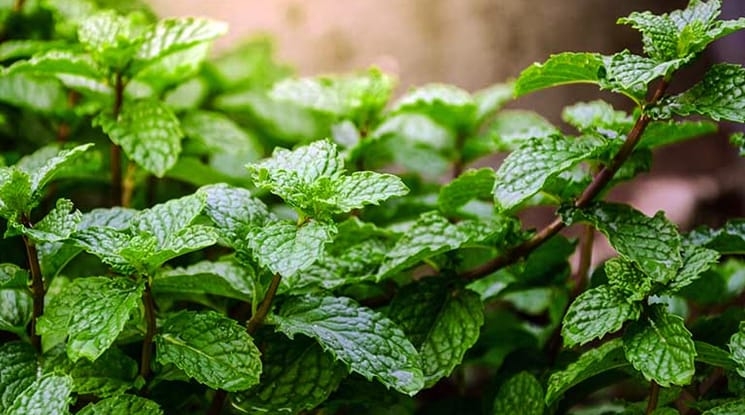 পুদিনা যেকোনো ধরনের মাটিতে ভালো জন্মালেও দো-আঁশ মাটি সবচেয়ে উপযোগী। সঠিক পরিচর্যা করলে বাড়ির টবে বা ছাদে সারা বছর পুদিনা চাষ করা সম্ভব।