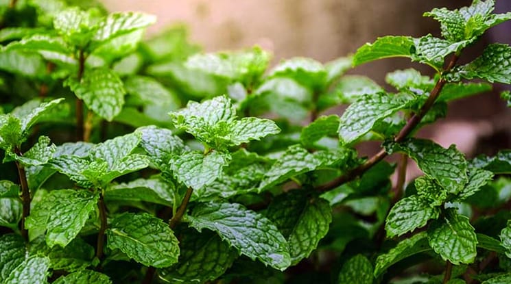 পুদিনা যেকোনো ধরনের মাটিতে ভালো জন্মালেও দো-আঁশ মাটি সবচেয়ে উপযোগী। সঠিক পরিচর্যা করলে বাড়ির টবে বা ছাদে সারা বছর পুদিনা চাষ করা সম্ভব।