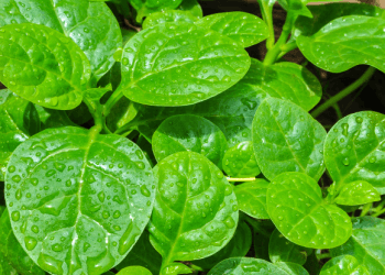 পুঁইশাক