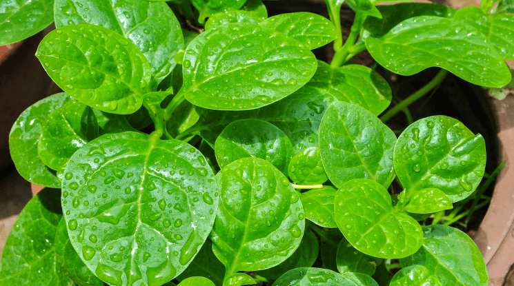 পুঁইশাক