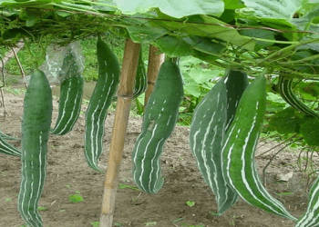 জেনে নিন চিচিঙ্গার পুষ্টিগুণ ও উপকারিতা