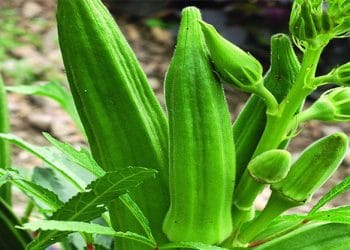 ঢেঁড়শ চাষে কিছু কৌশল ও রোগ ব্যবস্থাপনা