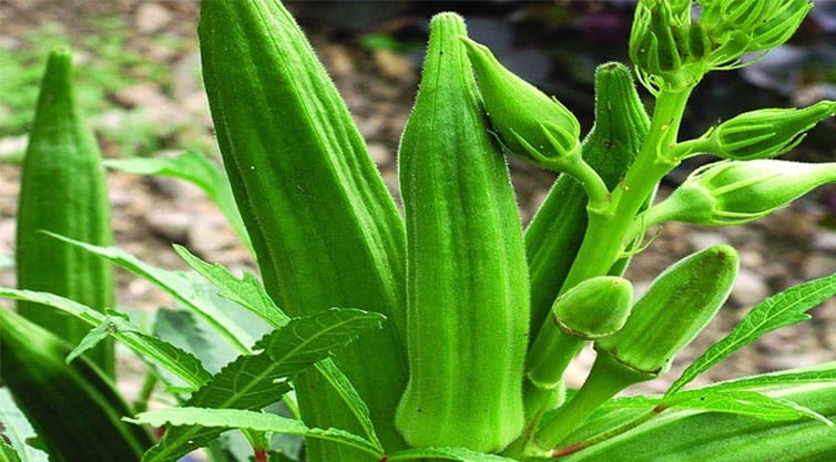 ঢেঁড়শ চাষে কিছু কৌশল ও রোগ ব্যবস্থাপনা