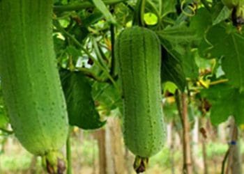 ঝিঙ্গার সঠিক চাষ করতে হলে উষ্ণ, আর্দ্র এবং প্রচুর সূর্যালোক পায় এমন জমি নির্বাচন করতে হবে, যেখানে পানি নিষ্কাশনের সুব্যবস্থা আছে।