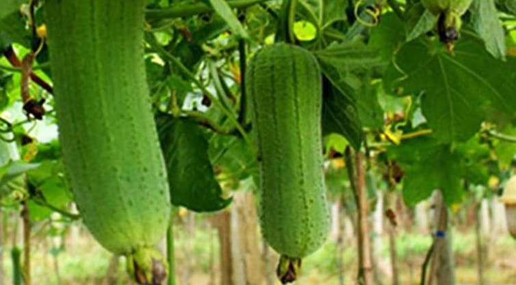 ঝিঙ্গার সঠিক চাষ করতে হলে উষ্ণ, আর্দ্র এবং প্রচুর সূর্যালোক পায় এমন জমি নির্বাচন করতে হবে, যেখানে পানি নিষ্কাশনের সুব্যবস্থা আছে।