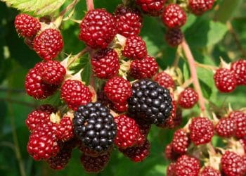 বহু কাজের উদ্ভিদ তুঁত বা ব্লাকবেরি