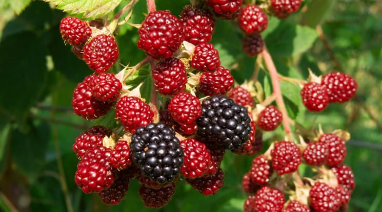 বহু কাজের উদ্ভিদ তুঁত বা ব্লাকবেরি