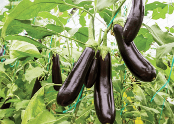 বেগুন চাষের আধুনিক পদ্ধতি