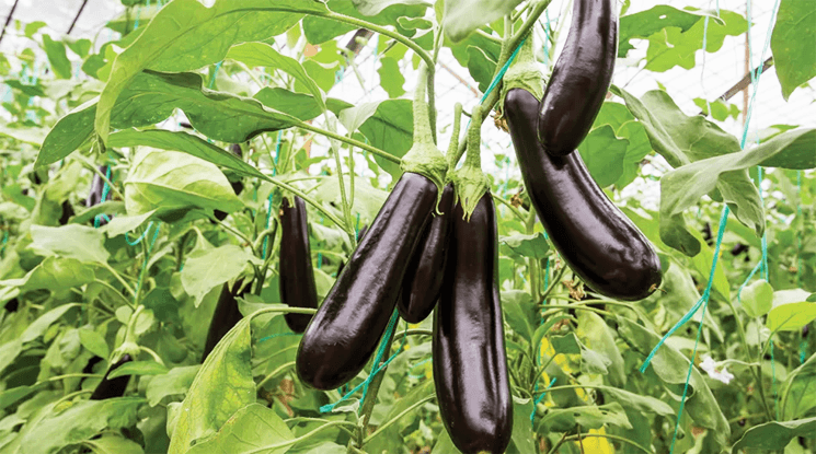 বেগুন চাষের আধুনিক পদ্ধতি