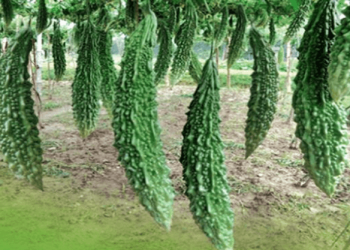 করলা গাছে মোজাইক ভাইরাস আক্রান্তে করণীয়