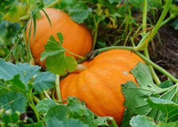 মিষ্টি কুমড়া চাষের জন্য উপযুক্ত সময় কার্তিক-অগ্রহায়ণ মাস (অক্টোবর-নভেম্বর)।