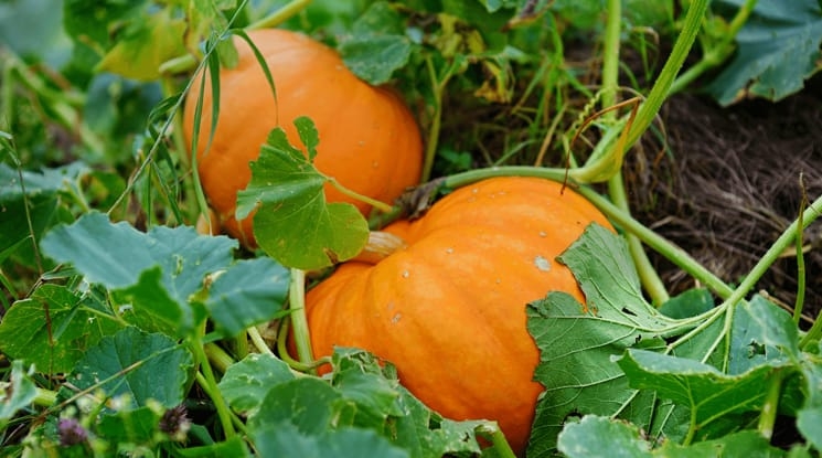 মিষ্টি কুমড়া চাষের জন্য উপযুক্ত সময় কার্তিক-অগ্রহায়ণ মাস (অক্টোবর-নভেম্বর)।