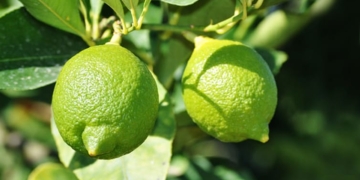 লেবু চাষে রোগবালাই ও প্রতিরোধ ব্যবস্থা