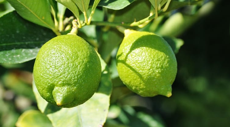 লেবু চাষে রোগবালাই ও প্রতিরোধ ব্যবস্থা