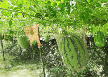 অসময়ে ঘেরের মাচায় ঝুলছে তরমুজ সফল বটিয়াঘাটার কৃষক