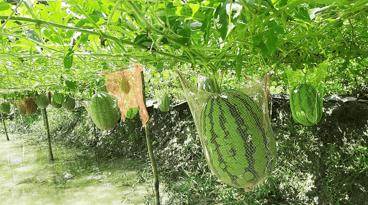 অসময়ে ঘেরের মাচায় ঝুলছে তরমুজ সফল বটিয়াঘাটার কৃষক
