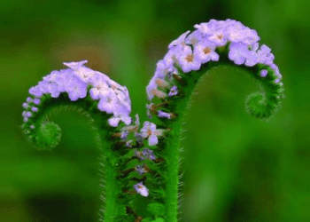 হাতিশুঁড়