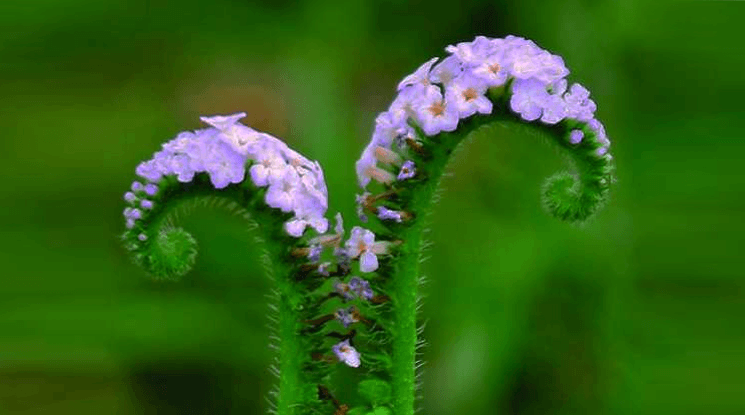 হাতিশুঁড়