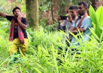 মেহেরপুরে পতিত জমিতে বস্তায় আদা চাষ বাড়ছে