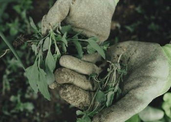 আগাছা নিয়ন্ত্রণের সহজ উপায়