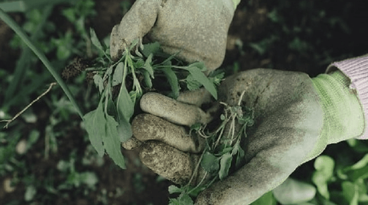 আগাছা নিয়ন্ত্রণের সহজ উপায়