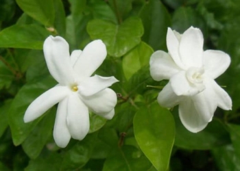 বেলি ফুল চাষ করতে হলে দোআঁশ বা জৈব পদার্থযুক্ত মাটি ব্যবহার করতে হবে, কারণ বেলে ও ভারী এঁটেল মাটিতে এই ফুল ভালো হয় না। চারা রোপণের জন্য জমি ৪-৫ বার চাষ ও মই দিয়ে ঝুরঝুরে করে নিতে হবে এবং জৈব সার, ইউরিয়া, ফসফেট ও এমপি সার প্রয়োগ করতে হবে। প্রায় ১ মিটার দূরত্বে চারা রোপণ করে সেচ দিতে হবে।