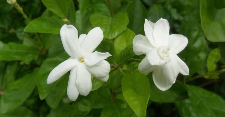 বেলি ফুল চাষ করতে হলে দোআঁশ বা জৈব পদার্থযুক্ত মাটি ব্যবহার করতে হবে, কারণ বেলে ও ভারী এঁটেল মাটিতে এই ফুল ভালো হয় না। চারা রোপণের জন্য জমি ৪-৫ বার চাষ ও মই দিয়ে ঝুরঝুরে করে নিতে হবে এবং জৈব সার, ইউরিয়া, ফসফেট ও এমপি সার প্রয়োগ করতে হবে। প্রায় ১ মিটার দূরত্বে চারা রোপণ করে সেচ দিতে হবে।