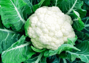 ফুলকপি চাষ পদ্ধতি