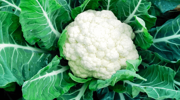 ফুলকপি চাষ পদ্ধতি