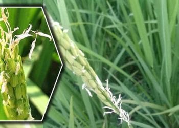 অতি বা অতি কম তাপমাত্রা, অনাকাঙ্ক্ষিত ঝড়-শিলাবৃষ্টি, লবণাক্ততা বৃদ্ধি এবং নতুন পোকা ও রোগের প্রাদুর্ভাব