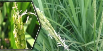 অতি বা অতি কম তাপমাত্রা, অনাকাঙ্ক্ষিত ঝড়-শিলাবৃষ্টি, লবণাক্ততা বৃদ্ধি এবং নতুন পোকা ও রোগের প্রাদুর্ভাব