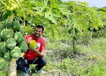 ভোলায় পেঁপে চাষে ইউপি চেয়ারম্যানের সফলতা
