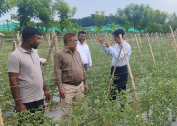 বিঘা প্রতি টমেটোতে লাভ ৩-৪ লাখ টাকা: কৃষি উদ্যোগতা তরিকুল ইসলাম