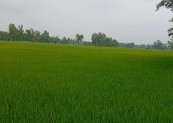 agri sangbad