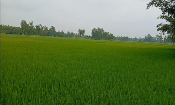 agri sangbad