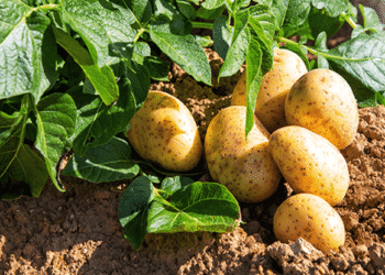 আলুর চাষ পদ্ধতি