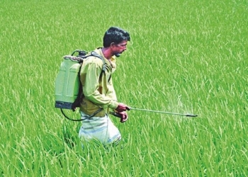 বালাইনাশক ব্যবহারে সর্বস্বান্ত কৃষক