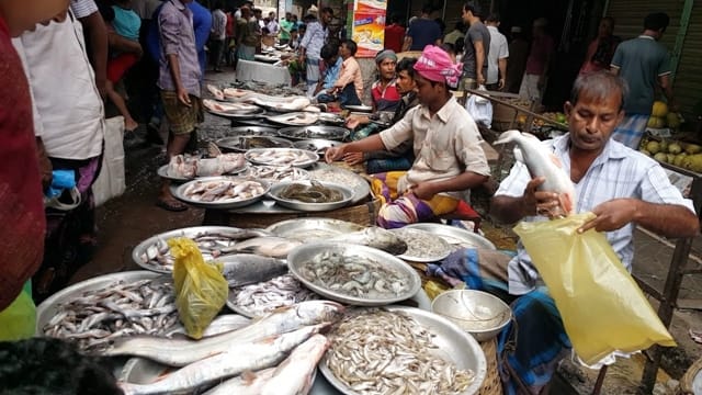 fish