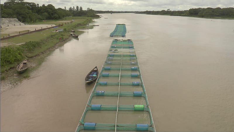 ভোলায় নদীতে ভাসমান খাঁচায় মাছ চাষে স্বাবলম্বী
