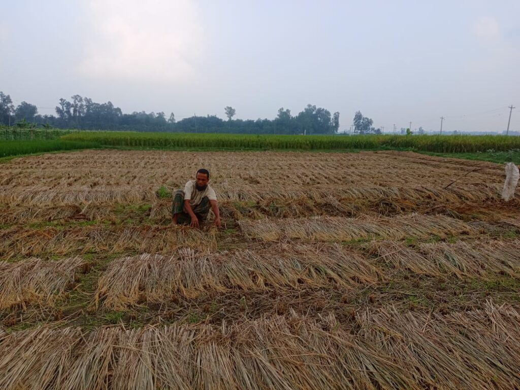পীরগঞ্জে ফসলের মাঠে আগাম জাতের পাকা ধান