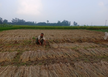 পীরগঞ্জে ফসলের মাঠে আগাম জাতের পাকা ধান