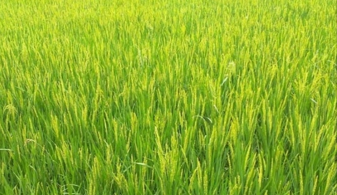 ধানে ফুল: এসময় কৃষকদের করণীয়