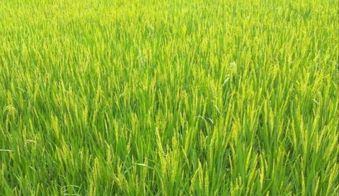 ধানে ফুল: এসময় কৃষকদের করণীয়
